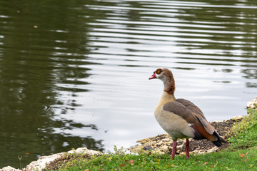 Solitary Duck