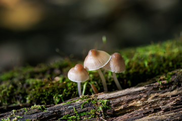 Mycena, poisonous fungi, small saprotrophic mushrooms on dead tree in forest preserve