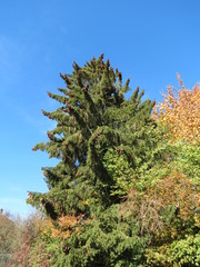Huge fir tree among smaller trees in autumn golden colours