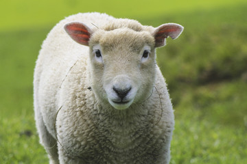 Sheep at One Tree Hill Park; Farm Animal; Auckland New Zealand