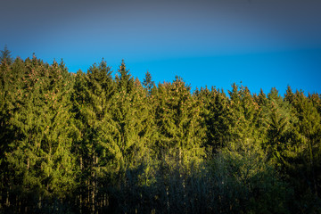 Nadelb&auml;ume im Wald