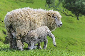 Obraz premium Sheep at One Tree Hill Park; Farm Animal; Auckland New Zealand
