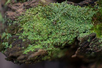 Green moss on tree bark in forest preserve during indian summer