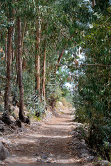 Sendero en el Bosque de Chilina - Cuenca del R&iacute;o Chili