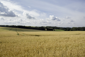 Fototapeta premium Wheat field on a cloudy day in Rugen Island, Germany