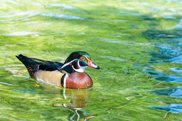 Male Wood Duck or Carolina Duck (Aix sponsa), Wild duck was introduced as a pet is a colorful floating on the surface of the clear water happily
