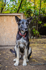 Mongrel dog on a chain at the booth