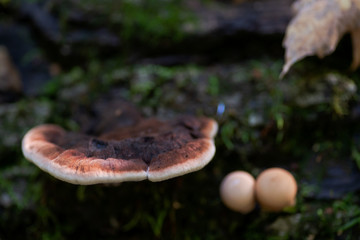 Lycoperdon pyriforme, the Stump Puffball, one of the most gregarious of all fungi in forest preserve