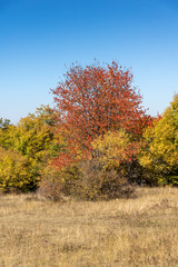 Autumn landscape of Cherna Gora (Monte Negro) mountain, Pernik Region, Bulgaria