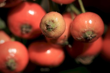 Orange Berry