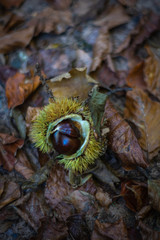 Kastanie aufgebrochen Herbst