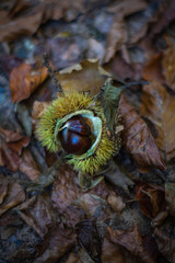 Kastanie aufgebrochen Herbst