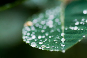 water drops on a green leaf close up 