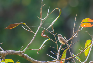  Asian Brown Flycatcher on branch.