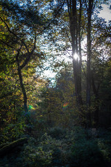 Herbst Wald Sonnenstrahlen