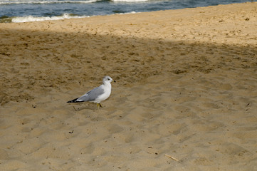 Seagull on the Beach