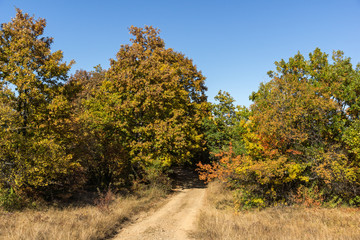 Autumn landscape of Cherna Gora (Monte Negro) mountain, Pernik Region, Bulgaria