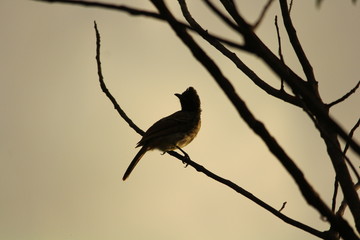 BLACK BIRD