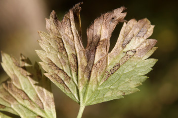 Leptotrochila ranunculi on leaf of Ranunculus repens or Creeping buttercup