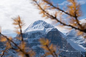 Glacial Mountain Shrouded By Yellow Larch Trees