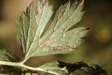 Leptotrochila ranunculi on leaf of Ranunculus repens or Creeping buttercup