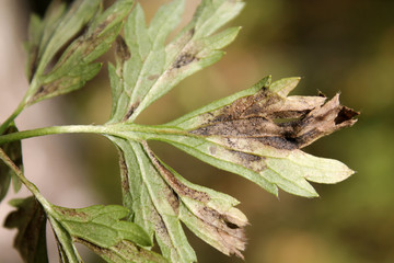 Obraz premium Leptotrochila ranunculi on leaf of Ranunculus repens or Creeping buttercup