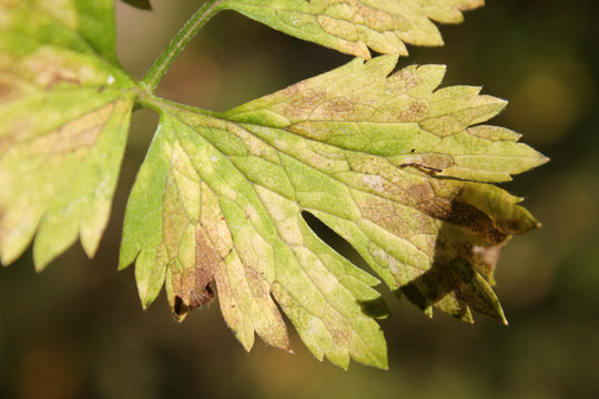 Leptotrochila ranunculi on leaf of Ranunculus repens or Creeping buttercup