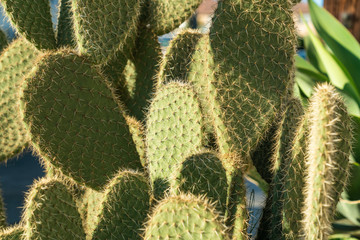 Close up of cactus plant