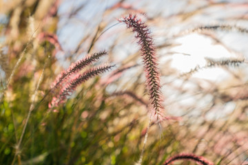 Close up of Rushes