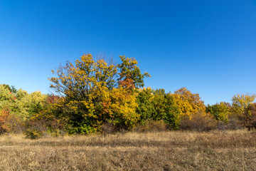 Fototapeta premium Autumn landscape of Cherna Gora (Monte Negro) mountain, Pernik Region, Bulgaria