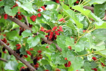 Obraz premium mulberry fruit on tree in organic farm