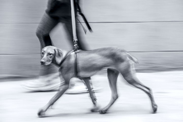 walking the dog on the street  in monochrome blue tonality