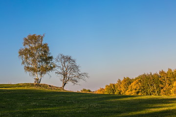 Beautiful sunny evening autumn landscape with two solitary birch trees on horizon, green grass, shadow, yellow, orange and green forest in distance, clear blue, pink sky, copy space
