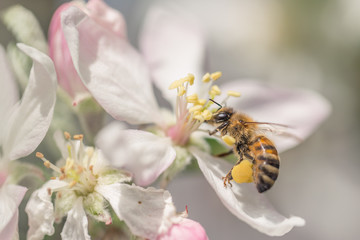 macro shot of a bee collecting pollen from an apple tree blossom