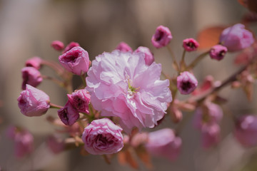Fototapeta na wymiar small soft pink climbing rose 