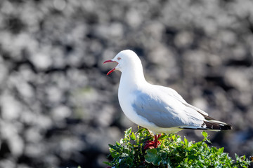 adult seagull protecting it's young with loud squawking 