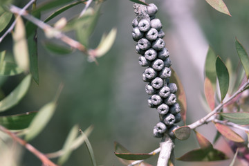 Australian Native Bottlebrush seed pods