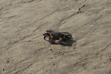 Wondering Crab