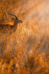 impala ram in the bush