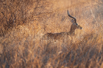impala ram in the bush