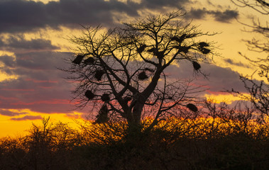 birds nests on trees