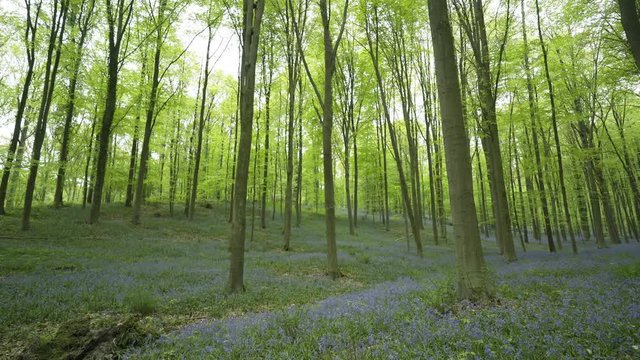 Wide-angle view Halle Forest. Panoram from blue flower carpet on bottom to trees crown on top. Hallerbos, Belgium