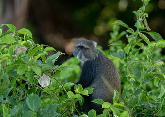 black faced vervet monkey