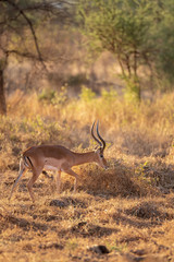 impala in the bush