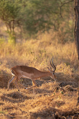 impala in the bush