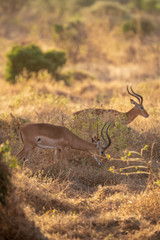 impala in the bush