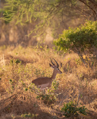 impala in the bush