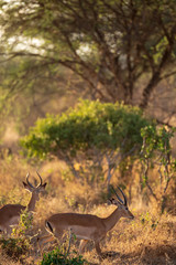 impala in the bush