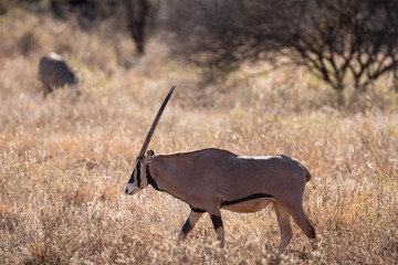 waterbuck bull in the bush