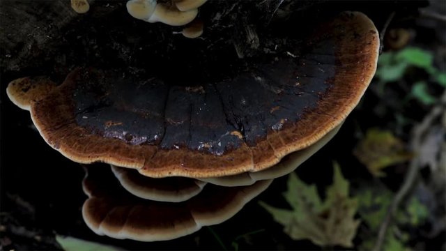 Bracket fungus growing out of wood in the forest. Polypore mushrooms growing together. Conk shaped mushrooms that are Basidiospores. 